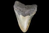 Fossil Megalodon Tooth - North Carolina #79907-1